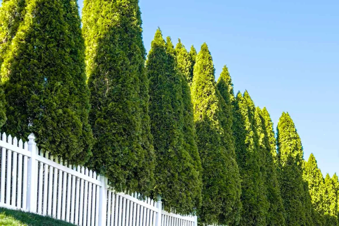 Hecke aus Nadelbäumen und weißer Zaun